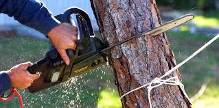 Best Tree Trimming and Pruning  in Farmers Branch, TX