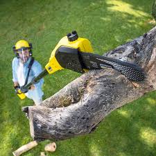 Best Tree Removal  in Farmers Branch, TX