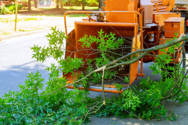 Best Tree and Shrub Care  in Farmers Branch, TX