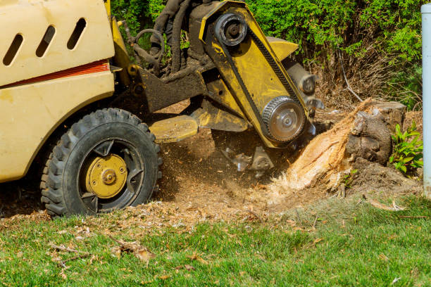 Best Hedge Trimming  in Farmers Branch, TX
