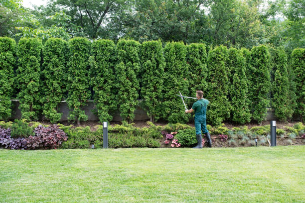 Best Lawn Irrigation Installation and Maintenance  in Farmers Branch, TX