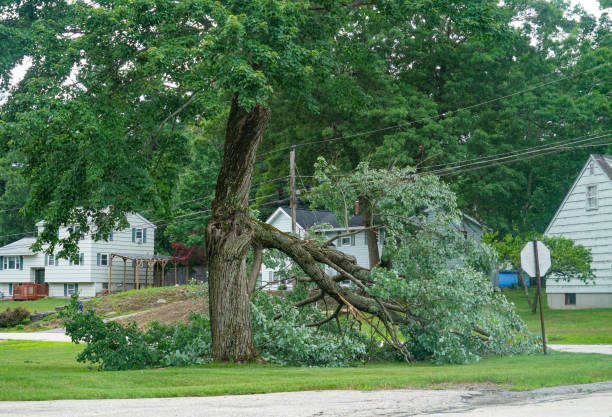 Best Tree Maintenance Programs  in Farmers Branch, TX