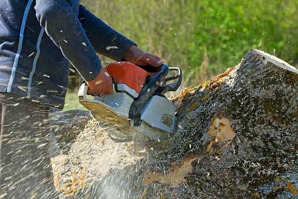 Best Utility Line Clearance  in Farmers Branch, TX